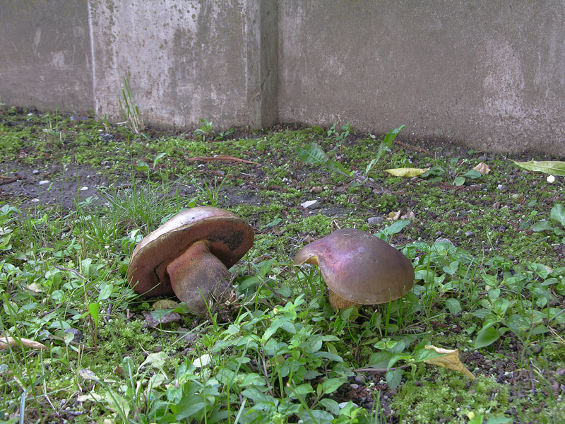 Boletus luridus e Leccinum carpini.